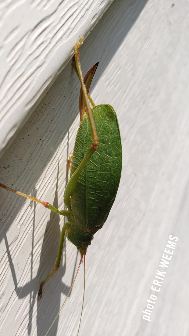 Leaf bug Chesterfield Virginia