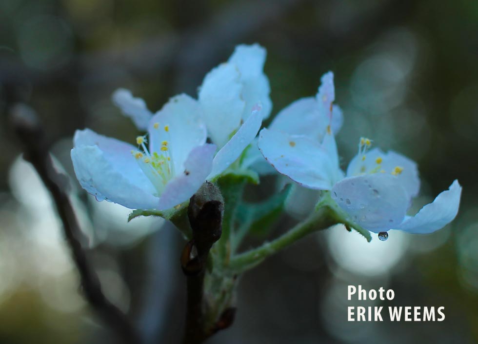 Apple Blossom