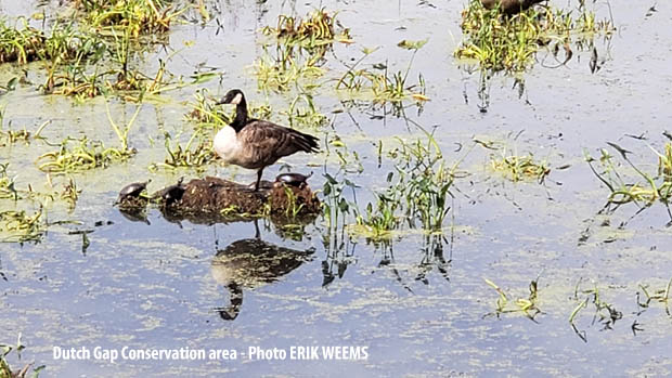 Geese and Turtles at Dutch Gap