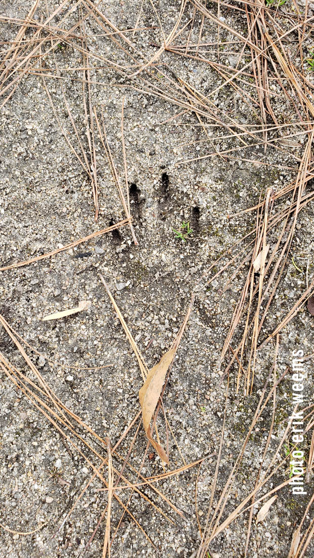 Raccoon Tracks Chesterfield Virginia