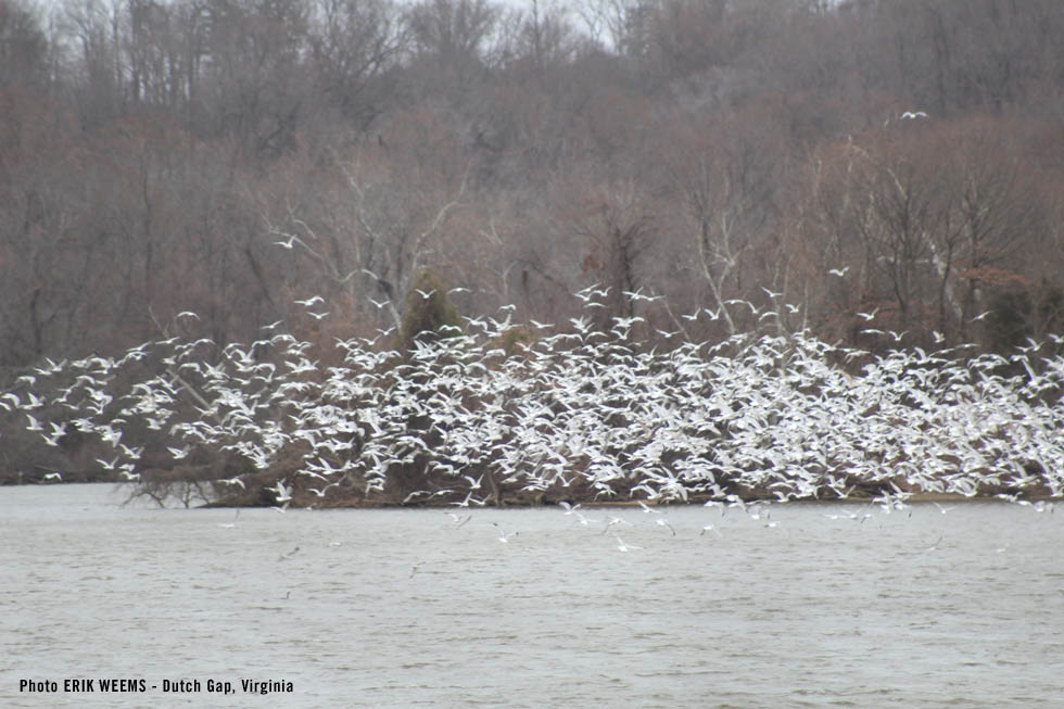 Seagulls in Chesterfield