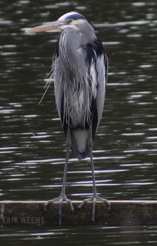 Great Blue Heron Chesterfield Virginia