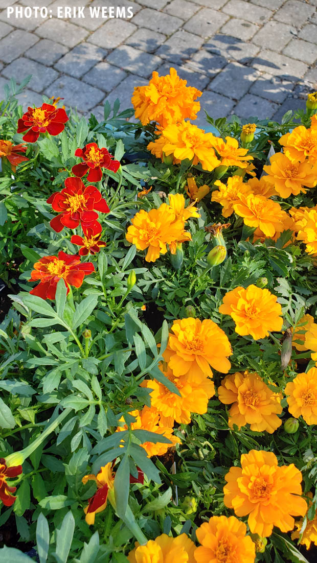 Marigolds