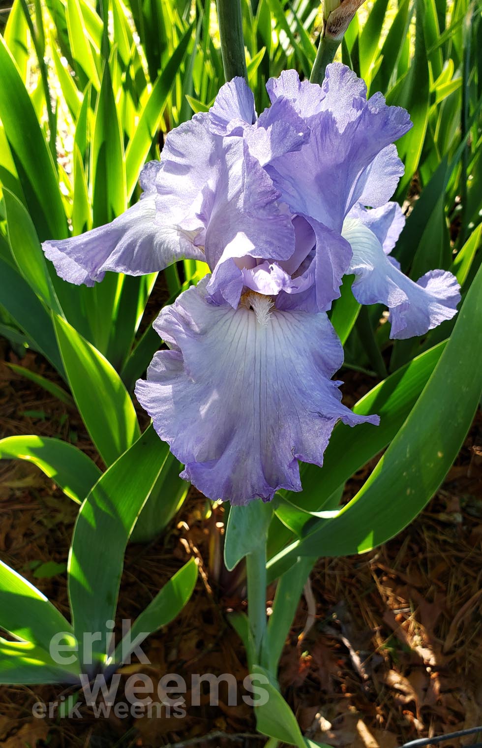 Purple Iris