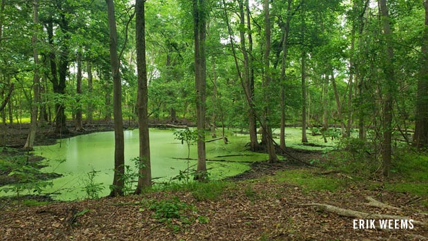 Swamp in the woods with duck weed on water surface