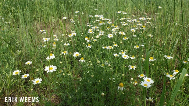 Wildflowers in Chesterfield Virginia