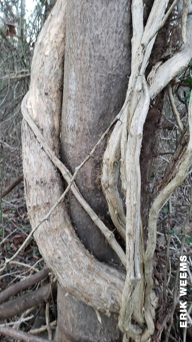 Twisted Tree Chesterfield