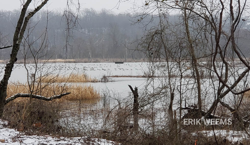 Geese on the James River