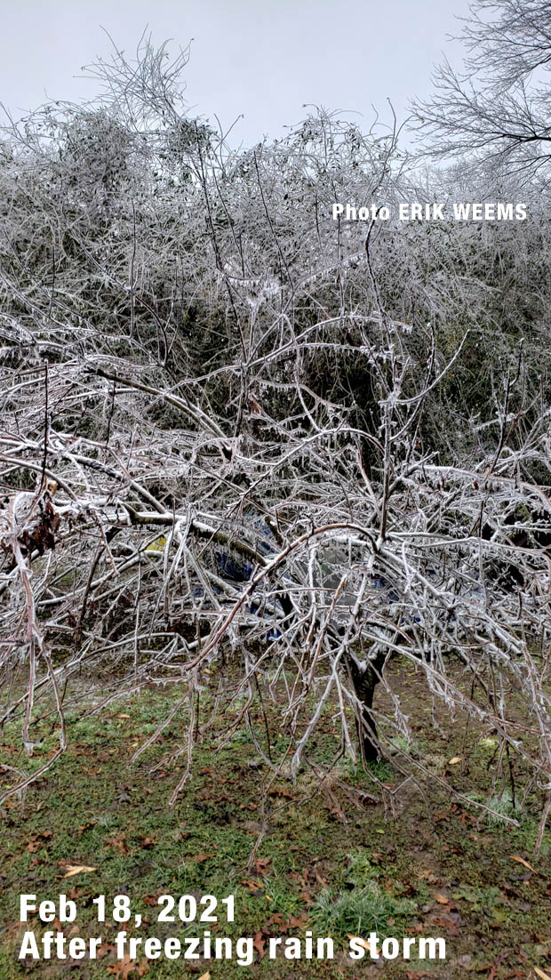 Tree after freezing Rain