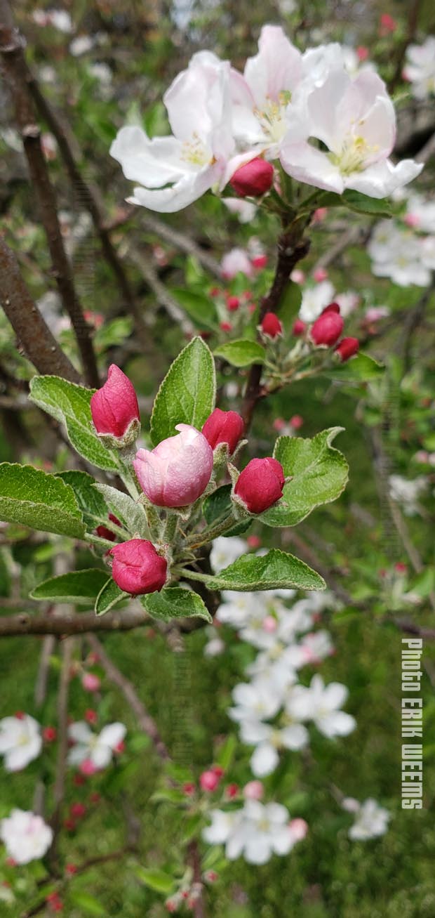 Apple Blossoms Bloom Chesterfield VA Spring Apple Blossoms Bloom Chesterfield VA Spring
