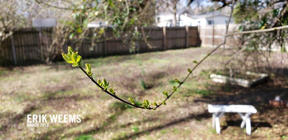 Blooming green Spring