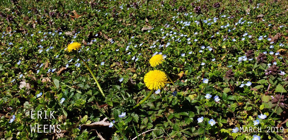 Blooms Spring Chesterfield Virginia Photo by Erik Weems