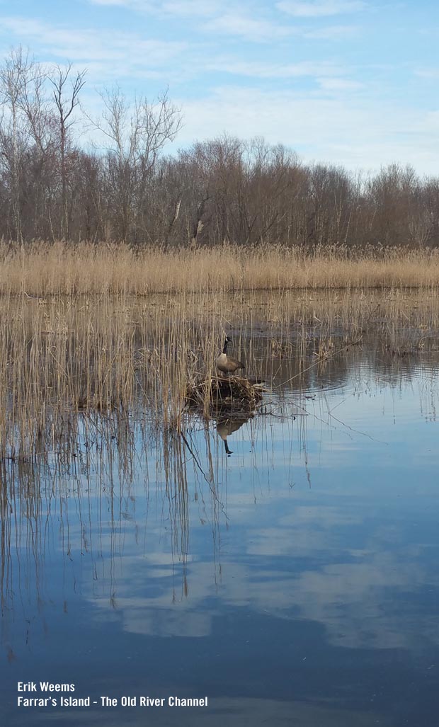 Goose at Old River Channel at Farrars Island - henricus Area Chesterfield