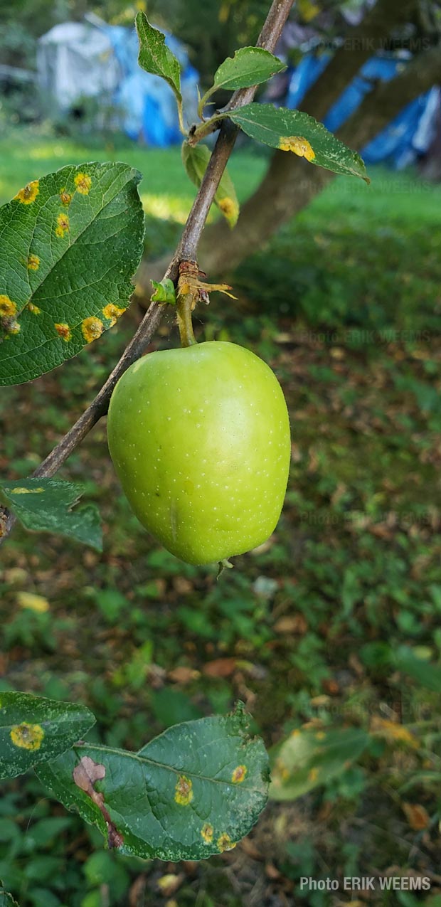 Baby Braeburn apple growing Baby Braeburn apple growing