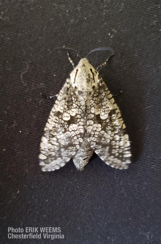 Moth Chesterfield Moth Chesterfield