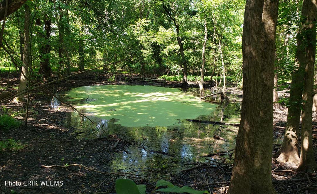 Duck Weed pond near James River photo by Erik Weems