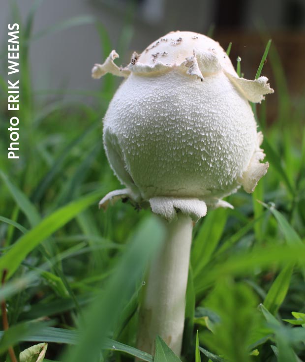 Mushroom growth in Chesterfield mushroom