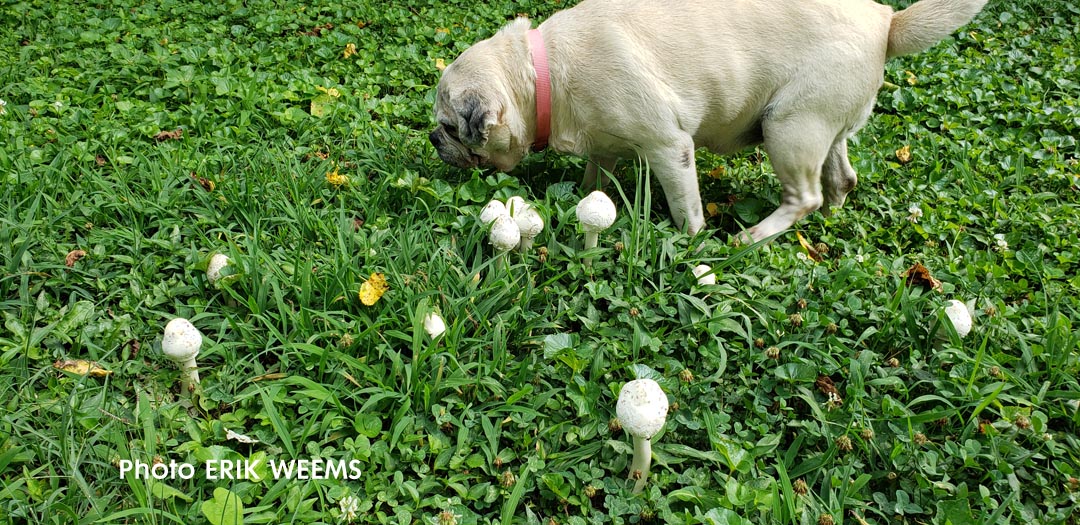 Mushrooms and Dog in Chesterfield