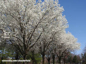 Dogwood Bloom Virginia