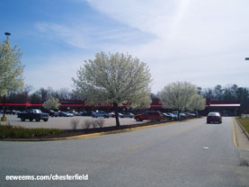 Dogwood Ornamental in Chesterfield VA