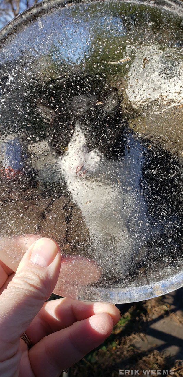 Frozen Kitty 